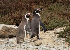 Humboldt Penguin photo 4