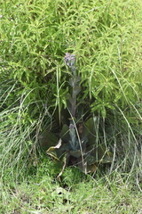 Echeveria rubromarginata