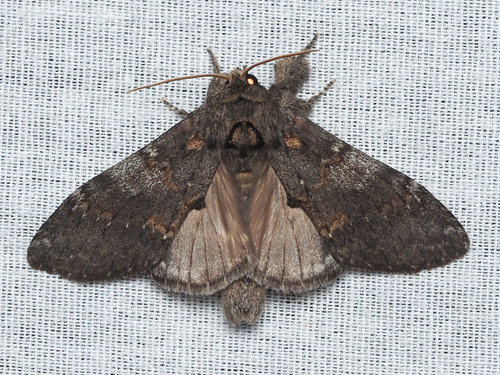 Angulose Prominent photo 3