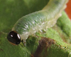 Strongylogaster mixta