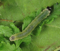 Strongylogaster mixta