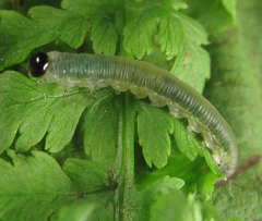 Strongylogaster mixta