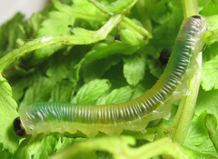 Strongylogaster mixta