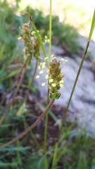 Plantago alpina