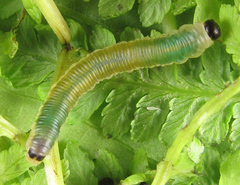 Strongylogaster mixta