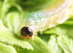 Strongylogaster mixta