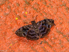 Achlyodes busirus
