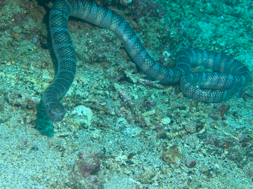 Laticauda semifasciata