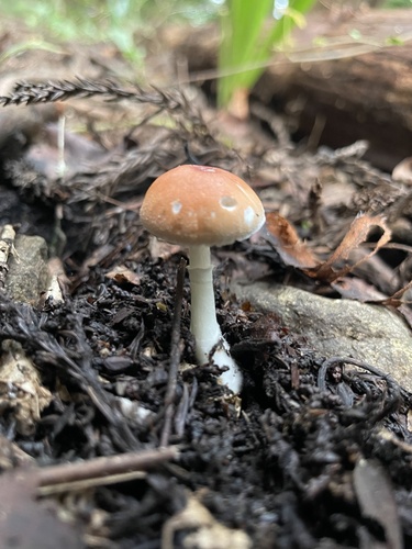 Leucoagaricus rubrotinctus