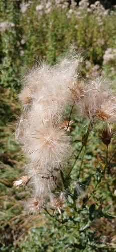 creeping thistle