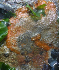 Cryptosula pallasiana