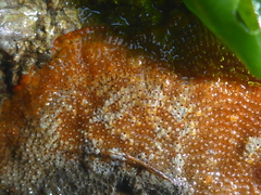 Cryptosula pallasiana