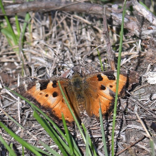California Tortoiseshell