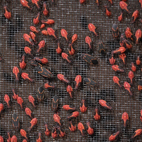 Eastern Boxelder Bug