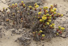 Chorizanthe mieresii