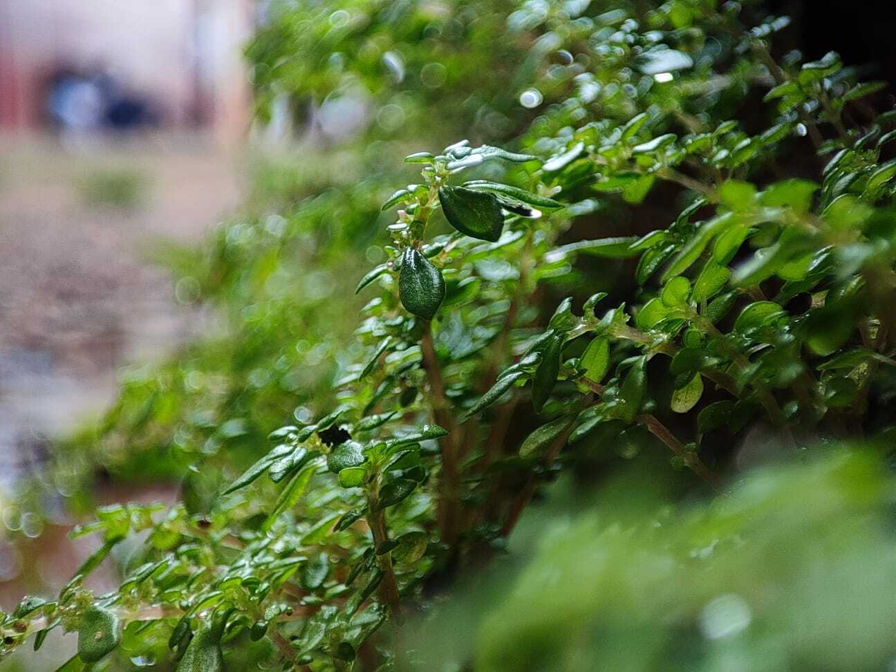 Pilea microphylla