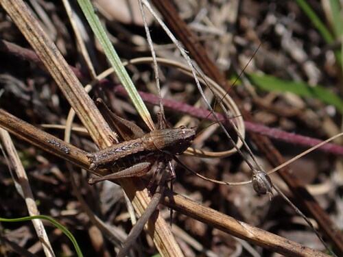 Gerona Pygmy Wart-biter
