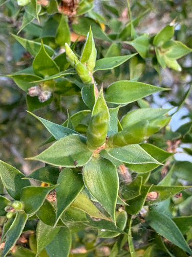 Melaleuca styphelioides