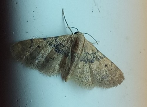 Idaea sanctaria