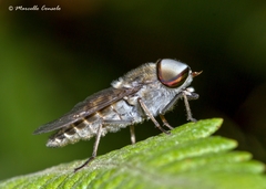 Tabanus glaucopis