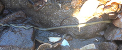 Emplectonema gracile