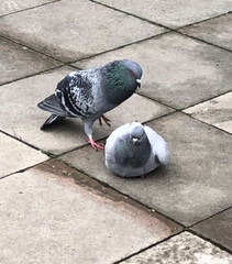 Columba livia domestica