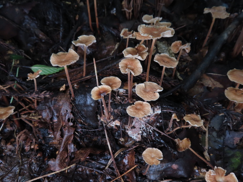 Collybiopsis biformis