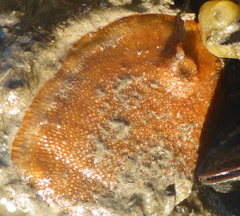 Cryptosula pallasiana