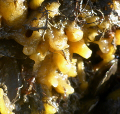 Halichondria bowerbanki