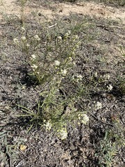 Lepidium fremontii