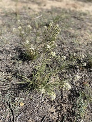 Lepidium fremontii