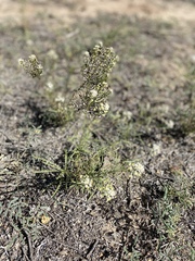 Lepidium fremontii