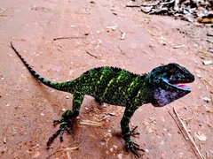 Enyalius