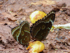 Morpho helenor achillides
