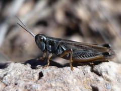 Dichroplus pratensis