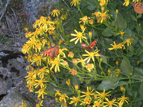 Small tortoiseshell