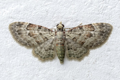 Bosara emarginaria