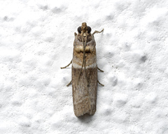 Addyme confusalis