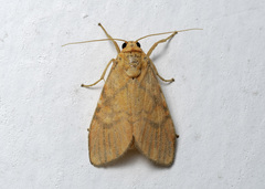 Ammatho roseororatus