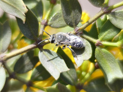 Colletinae