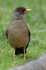 Turdus falcklandii