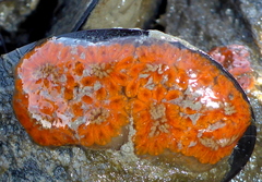 Botryllus schlosseri