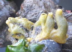 Halichondria bowerbanki