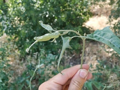 Atriplex micrantha
