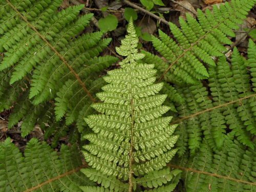 Braun's holly fern