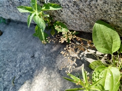 Veronica anagalloides