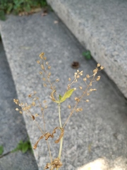 Veronica anagalloides