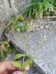 Veronica anagalloides