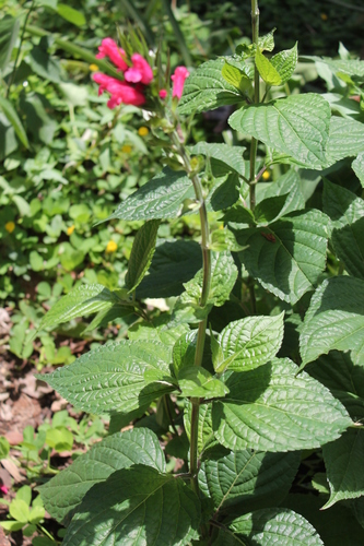 Salvia oxyphora, photograph 1