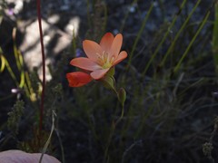 Gladiolus brevitubus